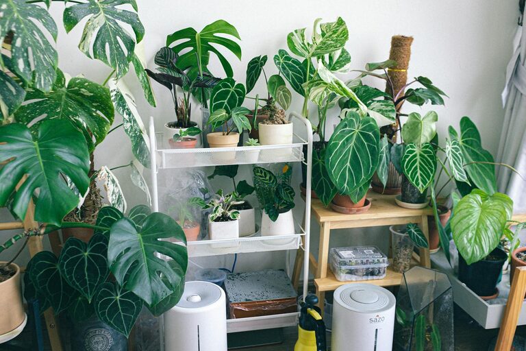 How to Refresh Your Home with Plants: Simple Tips for a Greener Space